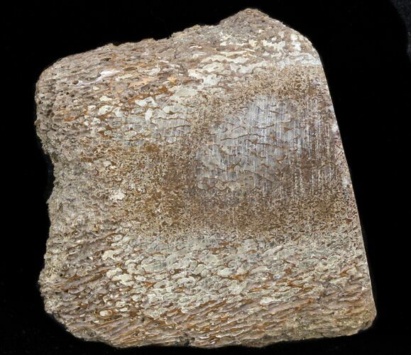Polished Pliosaur (Liopleurodon) Bone - England #40928